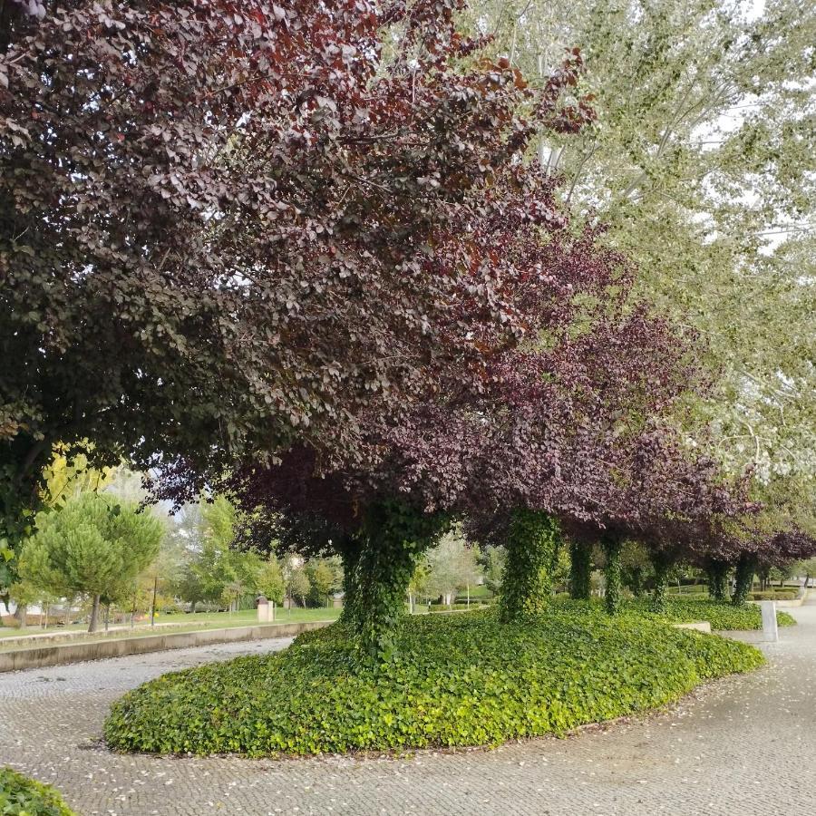 Casa Flor De Mel Daire Sertã Dış mekan fotoğraf